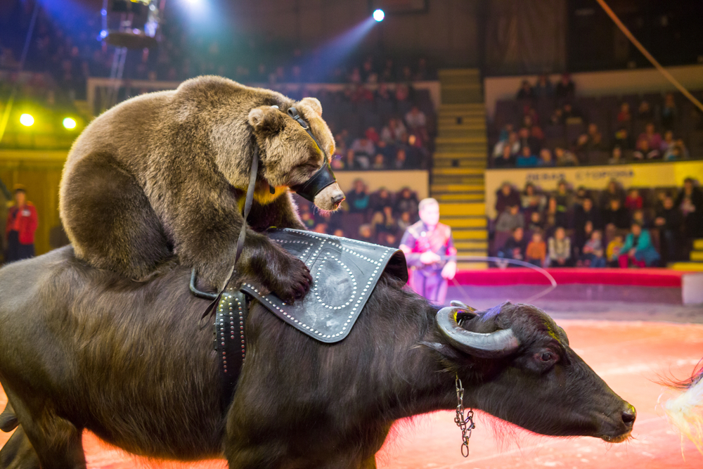 performance of brown bears buffalo in the circus arena