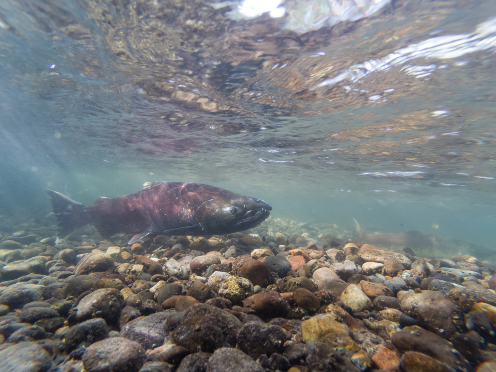 Chinook Salmon Swimming In The Cedar River