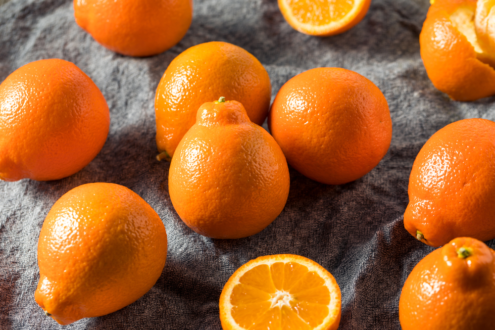 Raw Orange Organic Mineola Tangelo Fruit Ready to Eat