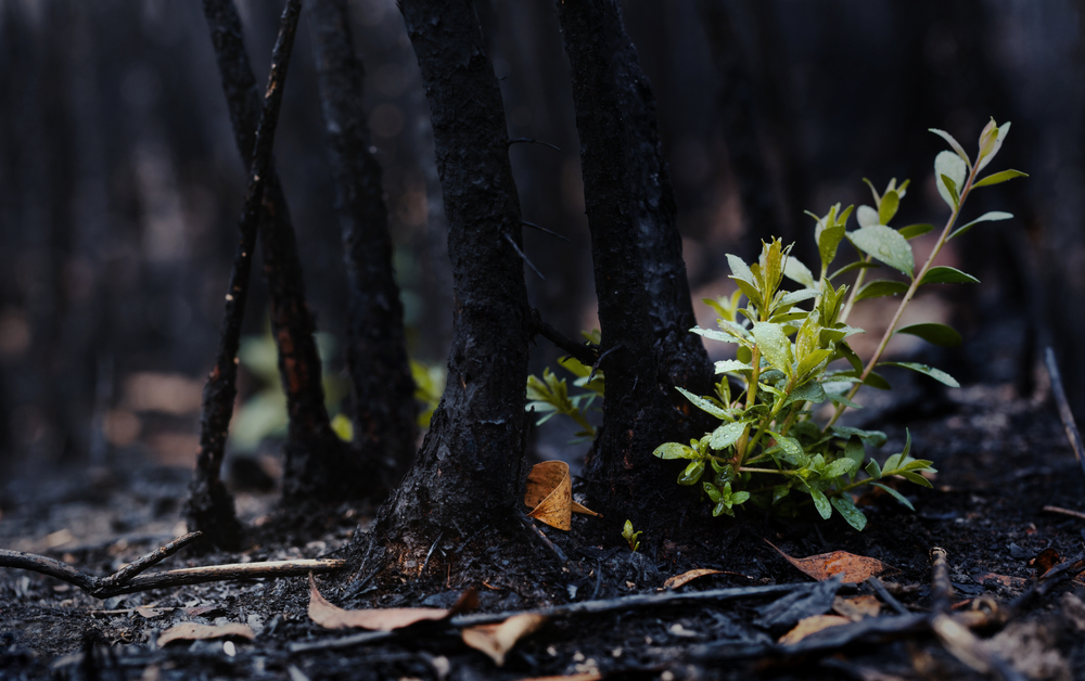 New leaves burst forth from a burnt tree after forest fire.The rebirth of nature after the fire.Ecology concept background.
