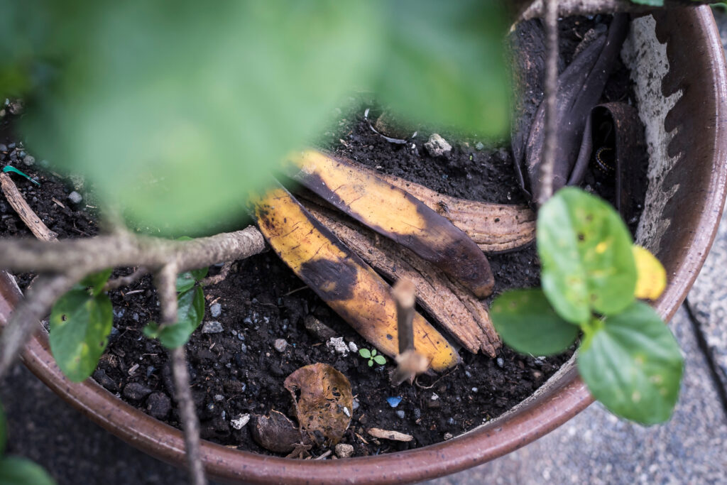 Top view of a decaying banana peel thrown into a potted plant. Can be garbage or intended as natural fertilizer.
