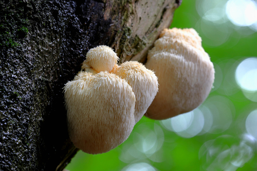 mushroom Lion's Mane, Hericium erinaceus