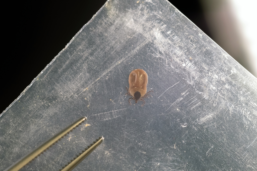 Engorged tick in a plastic bag. Lyme disease caused by borrelia.
