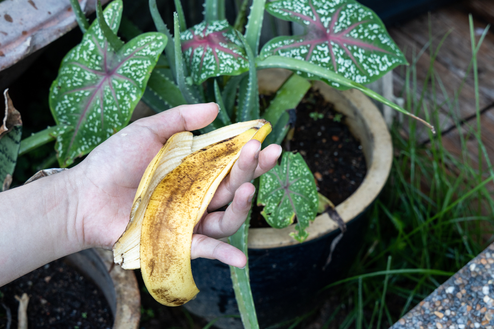 Hand holding banana peel against garden with lush plants. Good source of organic fertilizer.
