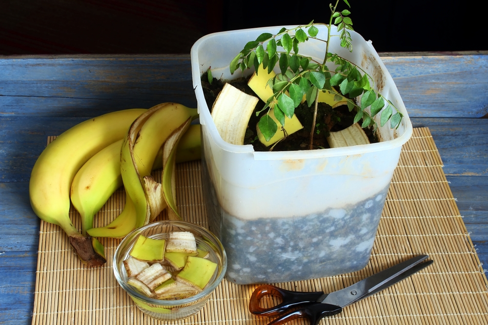 banana peels cut in bowl for natural organic compost fertilizer for plant
