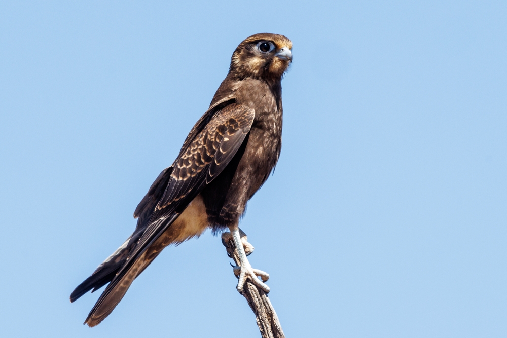 Brown Falcon in South Australia
