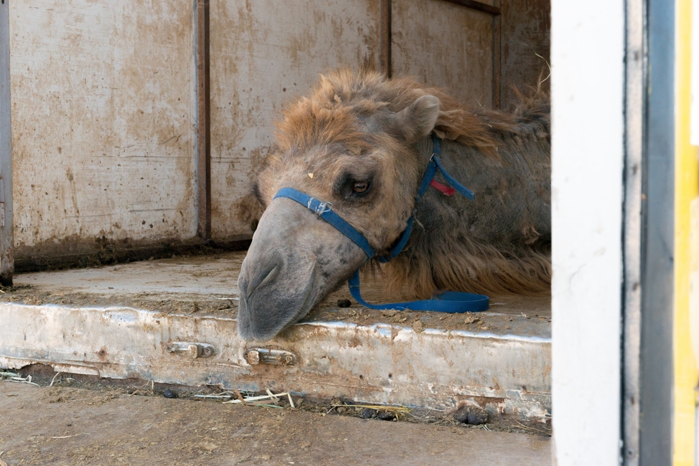 sick camel at the circus, Sicily
