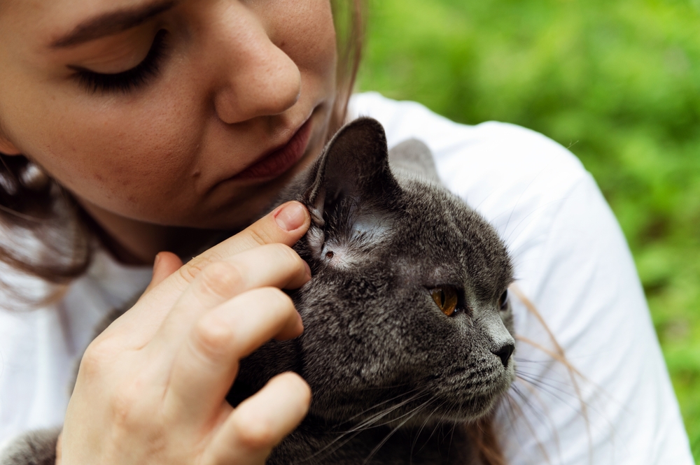 The girl found a tick in a cat. a pet with a tick. The tick sucks blood from the cat. cat examination.

