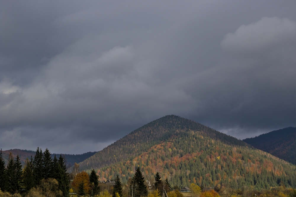 Autumn mountain landscape in the Ukrainian Carpathians - yellow and red trees combined with green needles. Stratus clouds on a foggy day.The mountains are completely overgrown with dense mixed forest.