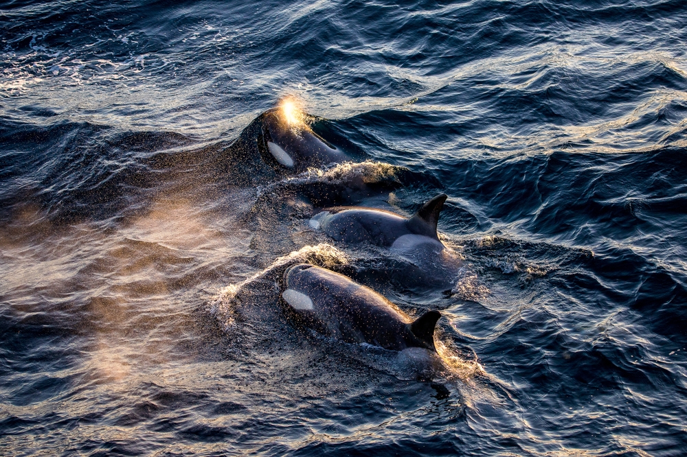 a pod of type B Orca surfacing at sunset in the Bransfield Strait, Antarctica