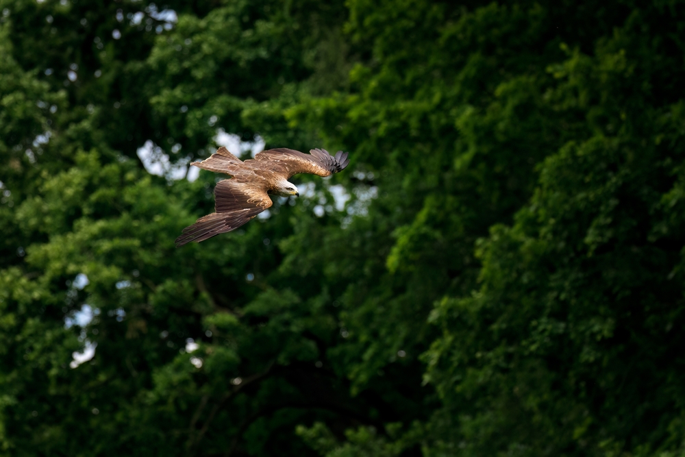 Kite in flight. Black kite, Milvus migrans, flying with widely spread wings. Hunting bird of prey. Black kite soaring and gliding, looking for food. Raptor also known as firehawk. Wildlife nature.
