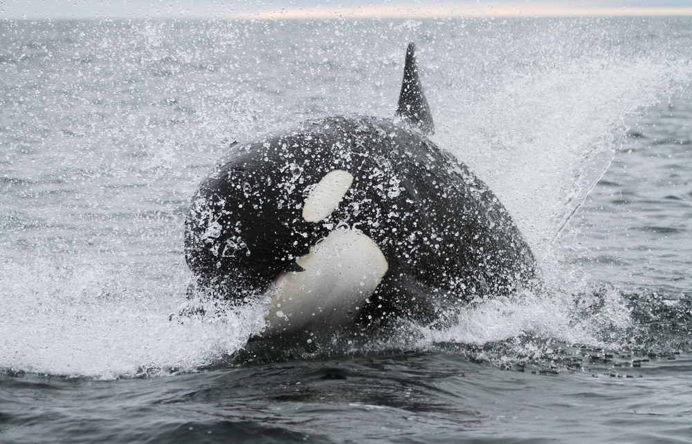 Killer whale hunting salmon