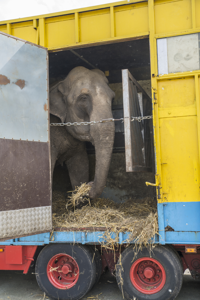 elephant standing in a circus truck trailer, soft focus