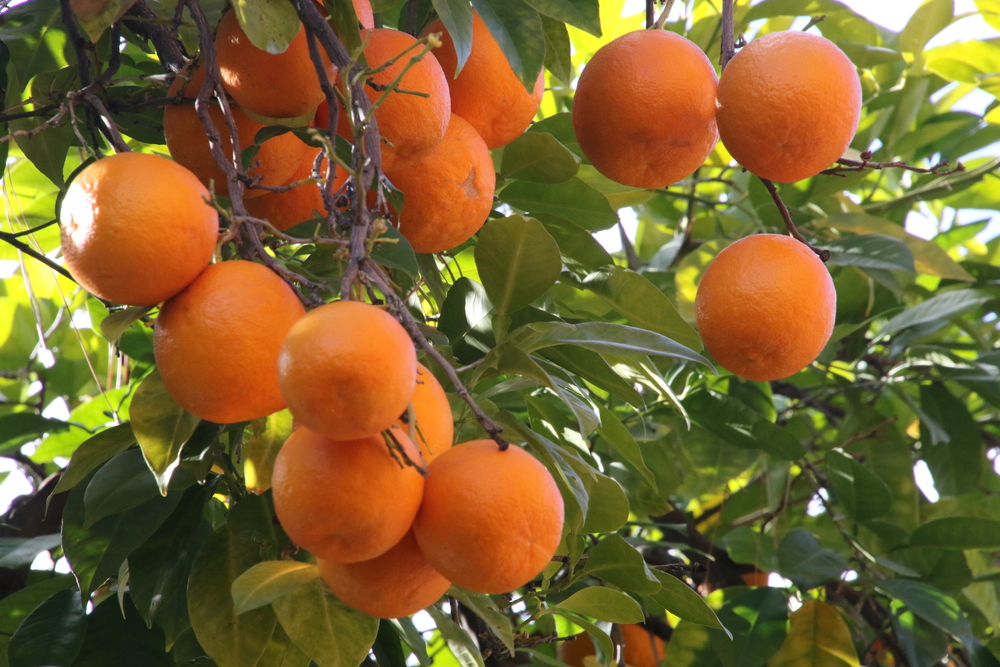 Seville Sour Oranges