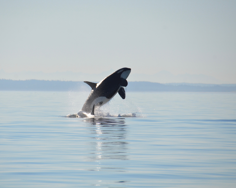 An endangered Southern Resident Killer Whale breaches in the tranquil waters near Salmon Bank off the coastline of San Juan Island, Washington.