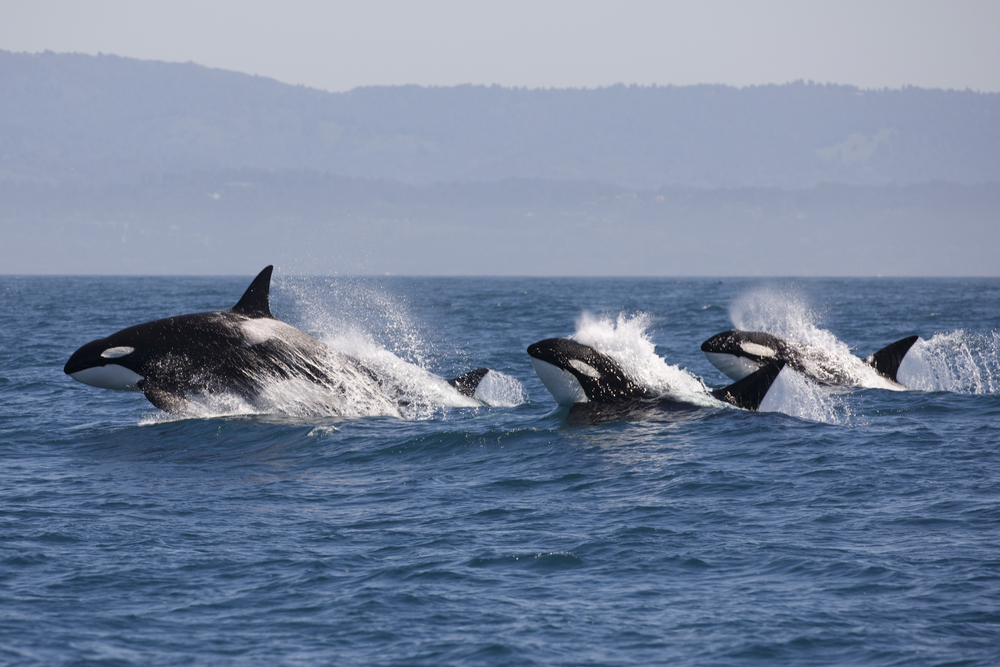 Killer Whale - (Orcinus Orca)
