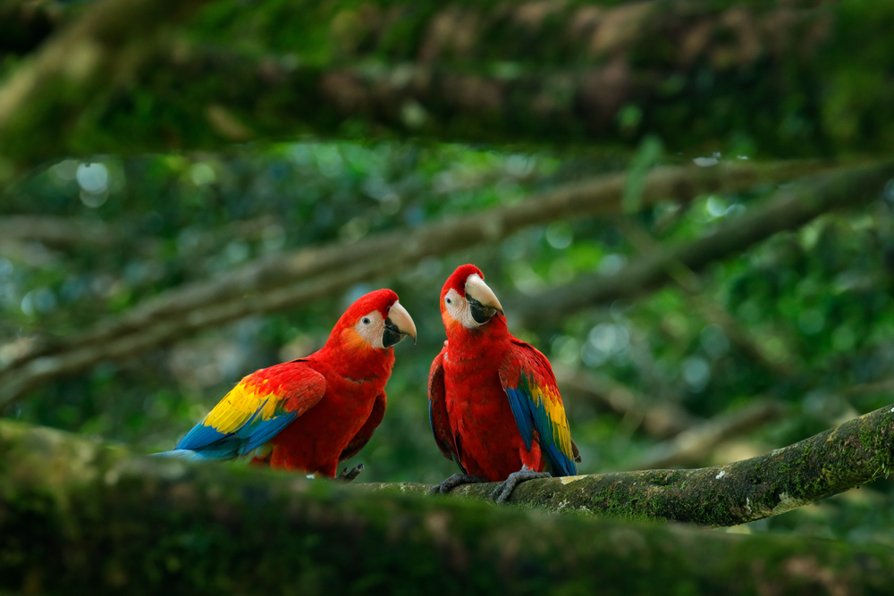 Pair of big Scarlet Macaws, Ara macao, two birds sitting on the branch, Brazil. Wildlife love scene from tropical forest nature. Two beautiful parrots in green habitat.
