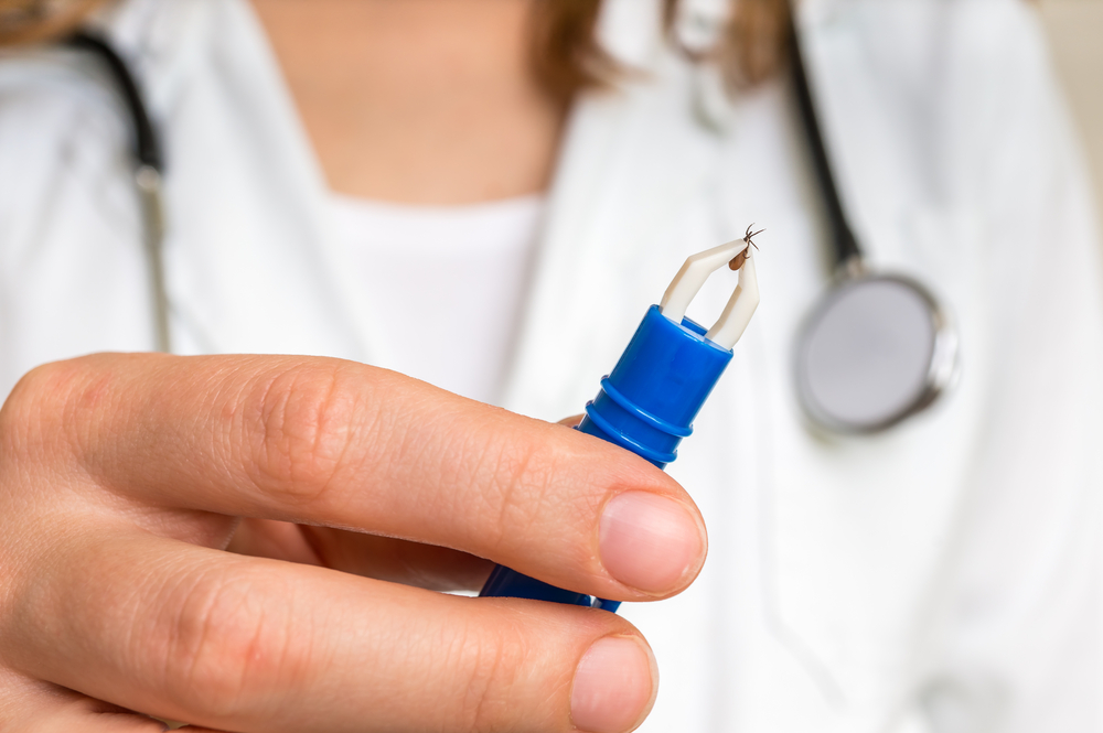 Female doctor is holding tweezers with a tick. Encephalitis, borreliosis and lyme disease.
