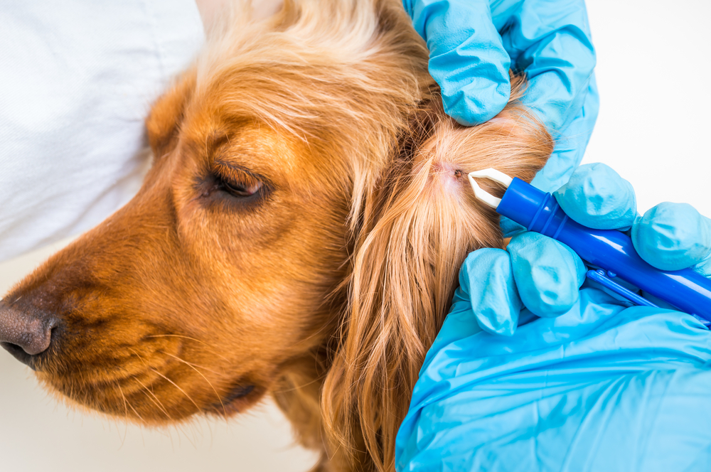 Veterinarian doctor removing a tick from the Cocker Spaniel dog - animal and pet veterinary care concept
