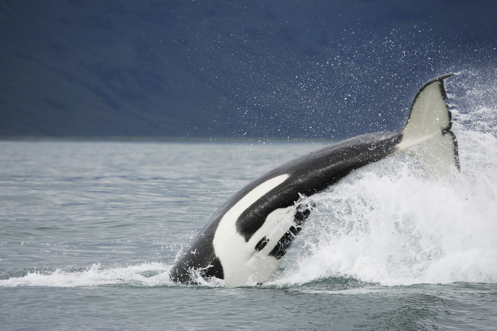 Killer whale in the wild hunting on salmon near in Northwest Pacific, Kamchatka