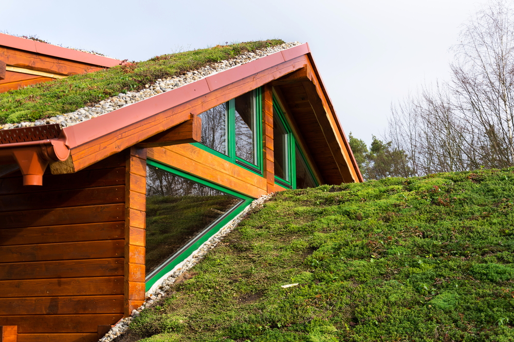 Green ecological sod roof on wooden building covered with vegetation mostly sedum sexangulare, also known as tasteless stonecrop
