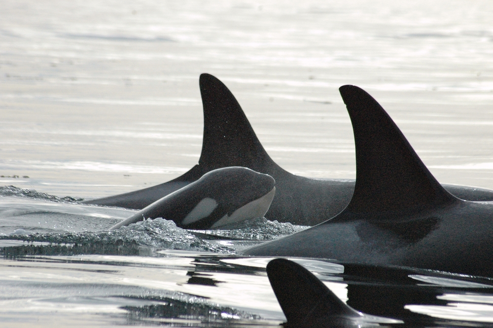 A killer whale calf surfaces, surrounded by his family.