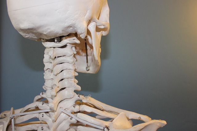 skeleton