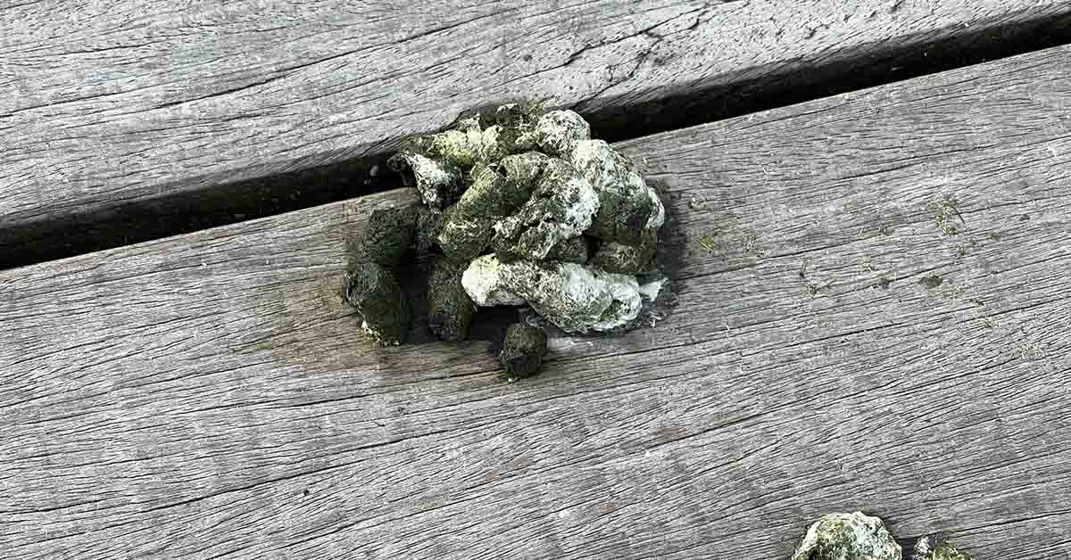 Middle Schooler Uncovers Surprising Cancer-Fighting Potential in Goose Droppings
