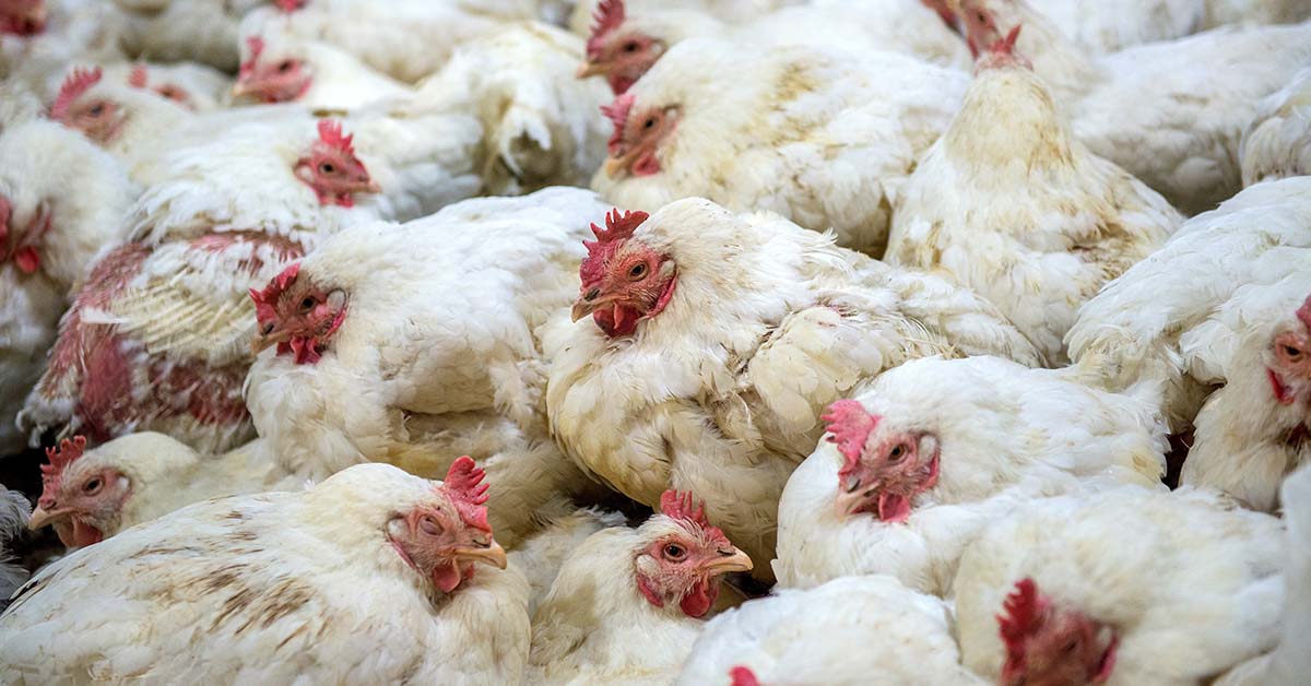 Bird Flu Kills 20 Million Chickens, Causing Egg Prices to Skyrocket in the U.S