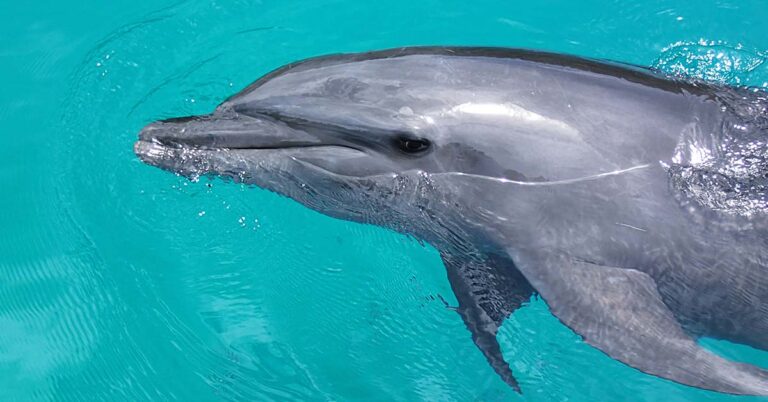 Audience Horrified as Dolphin Leaps to Its Death in Disturbing Show at Resort - Featured image