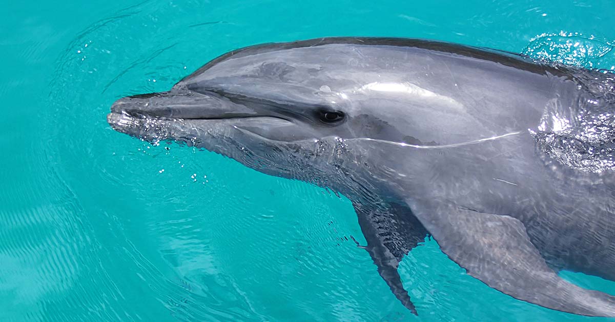 Audience Horrified as Dolphin Leaps to Its Death in Disturbing Show at Resort