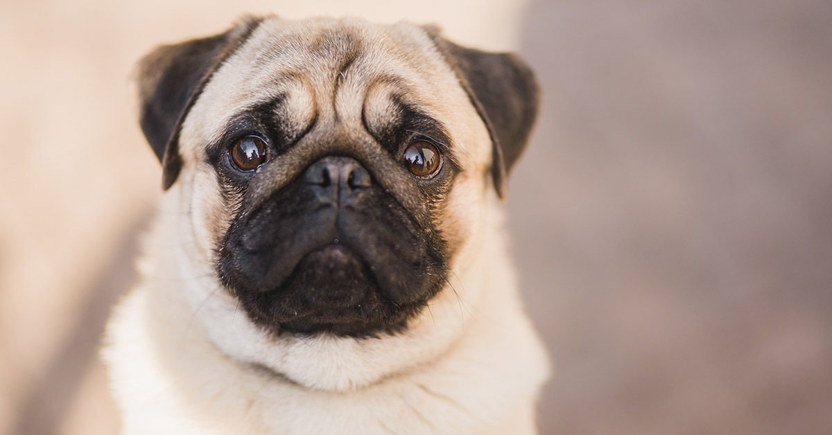 Woman Found Deceased and Half-Eaten By Pet Pugs