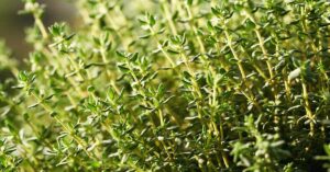 close up of fresh thyme