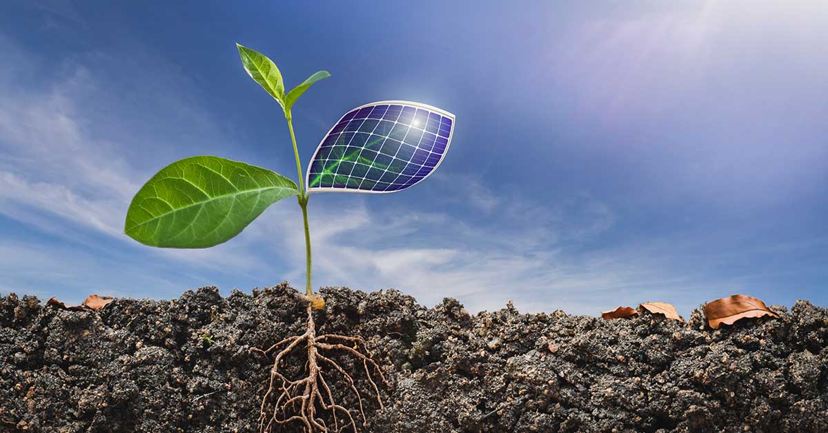 Scientists Unlock Quantum Secrets to Turn Leaves into Ultra-Efficient Solar Panels