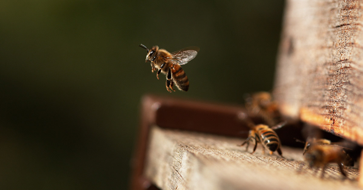 Bees Can Fly Higher Than Mount Everest
