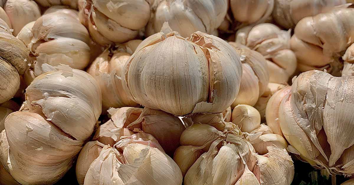 6 Reasons To Eat Garlic Before Going To Bed