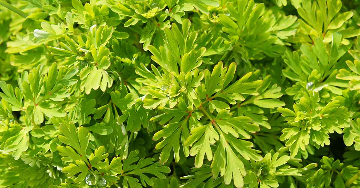 Aromatic Plant Found to Have Cancer-Fighting Properties Against Colorectal Cancer