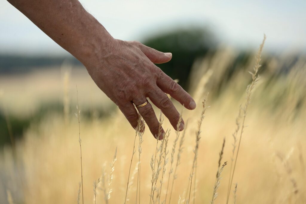Hand, Grasses, Feel image. Free for use.