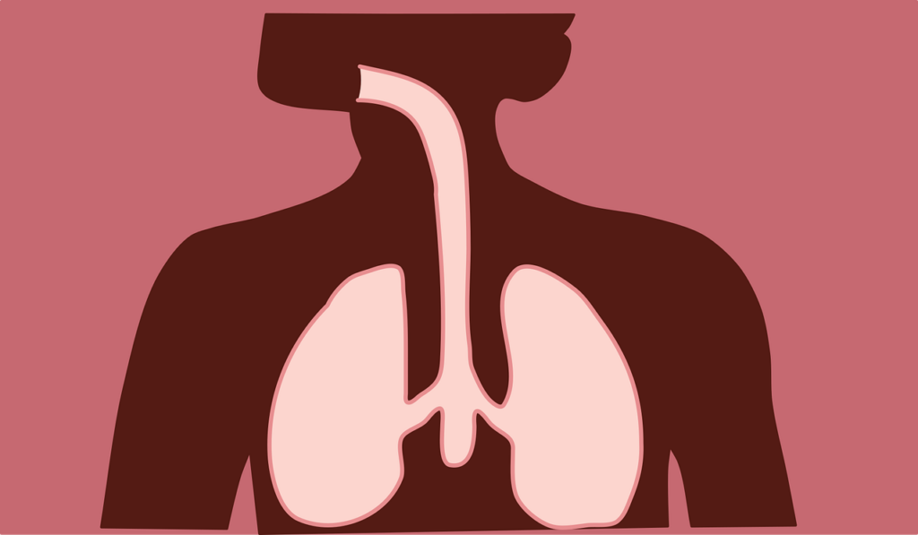 a simplified respiratory system