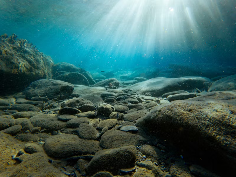 the sea floor
