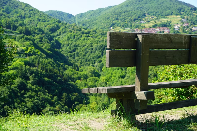 a bench onlooking a massive forest