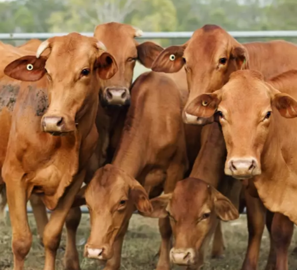 herd of brown cows