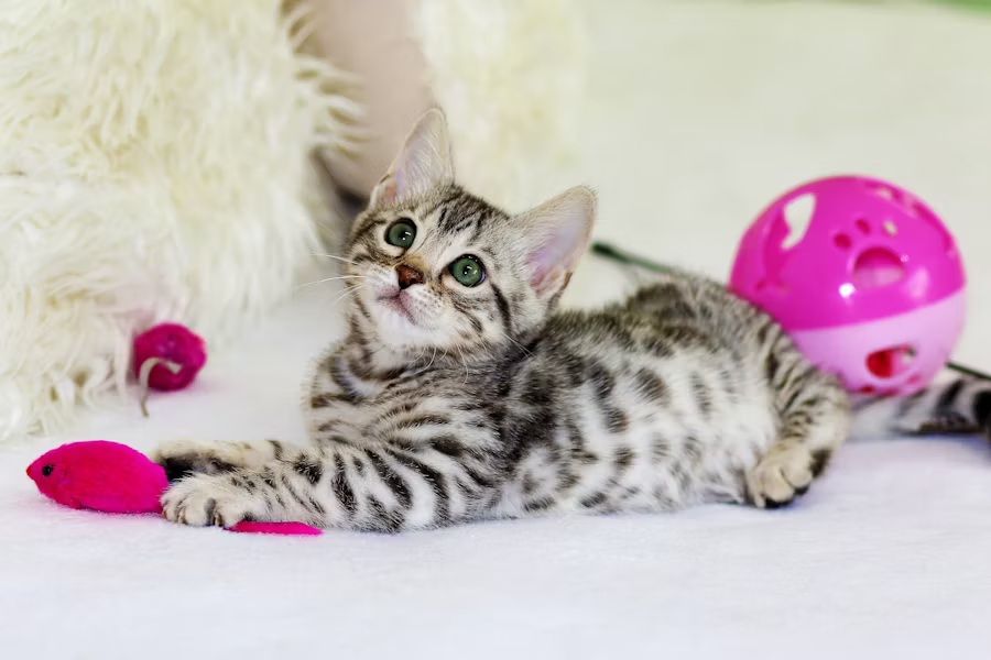 A playful kitten engaging with a soft pink toy, showcasing its curiosity and playful nature.