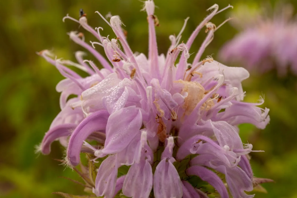 Close-up of Purple Bergamot Flower