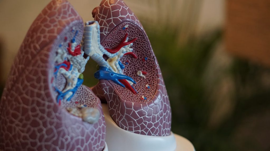 A human lung model emphasizing the dangers of vaping on respiratory health