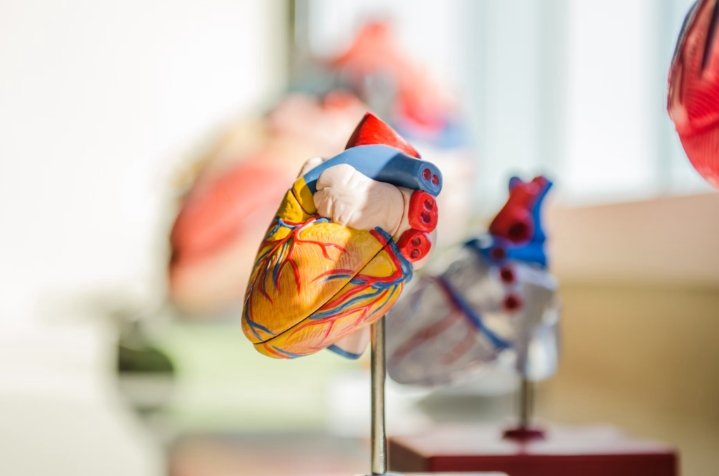 A detailed model of a human lung, illustrating the impact on respiratory health.