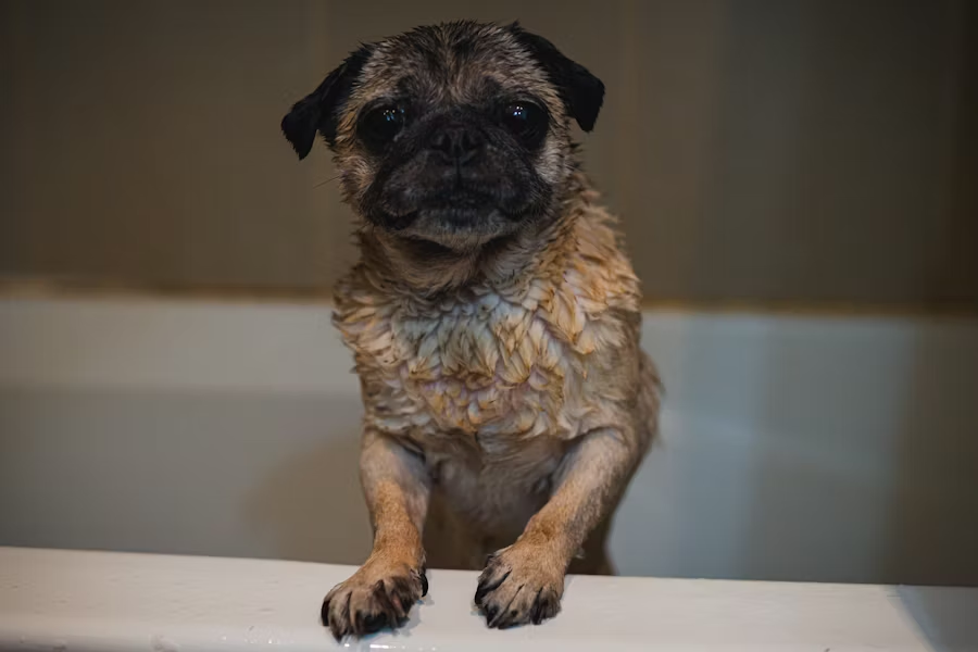 a wet dog in the bathtub