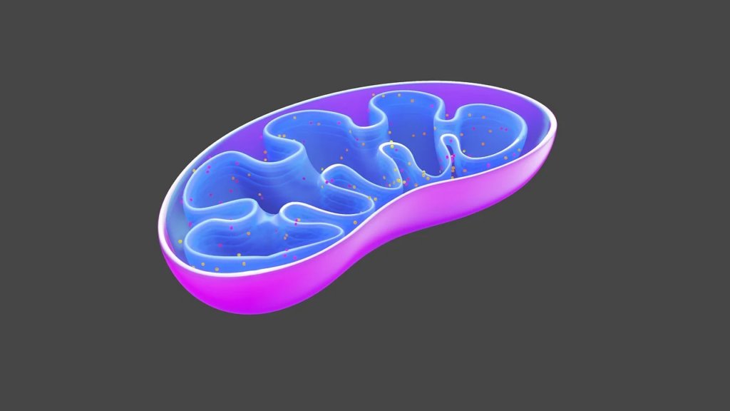 mitochondria, the powerhouse of the cell