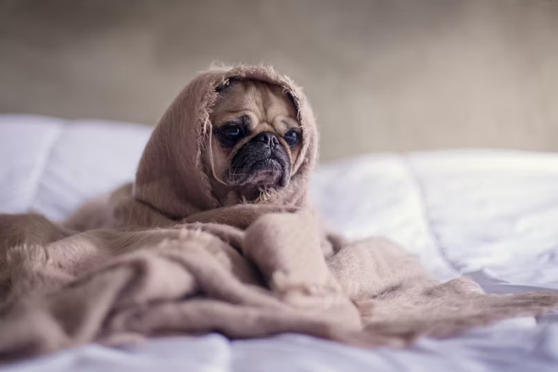 a pug wrapped up in bed