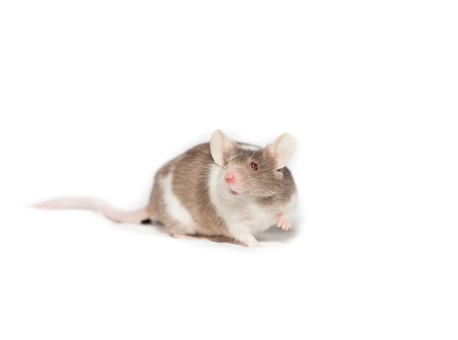 a mouse